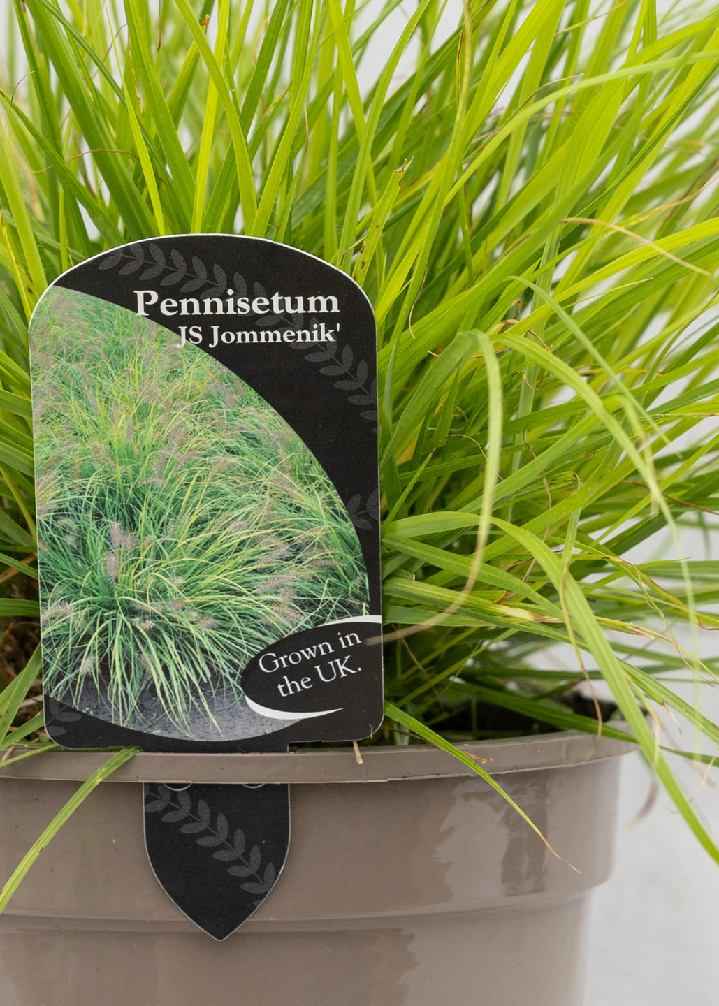 Pennisetum 'JS Jommenick (Lumen Gold)'