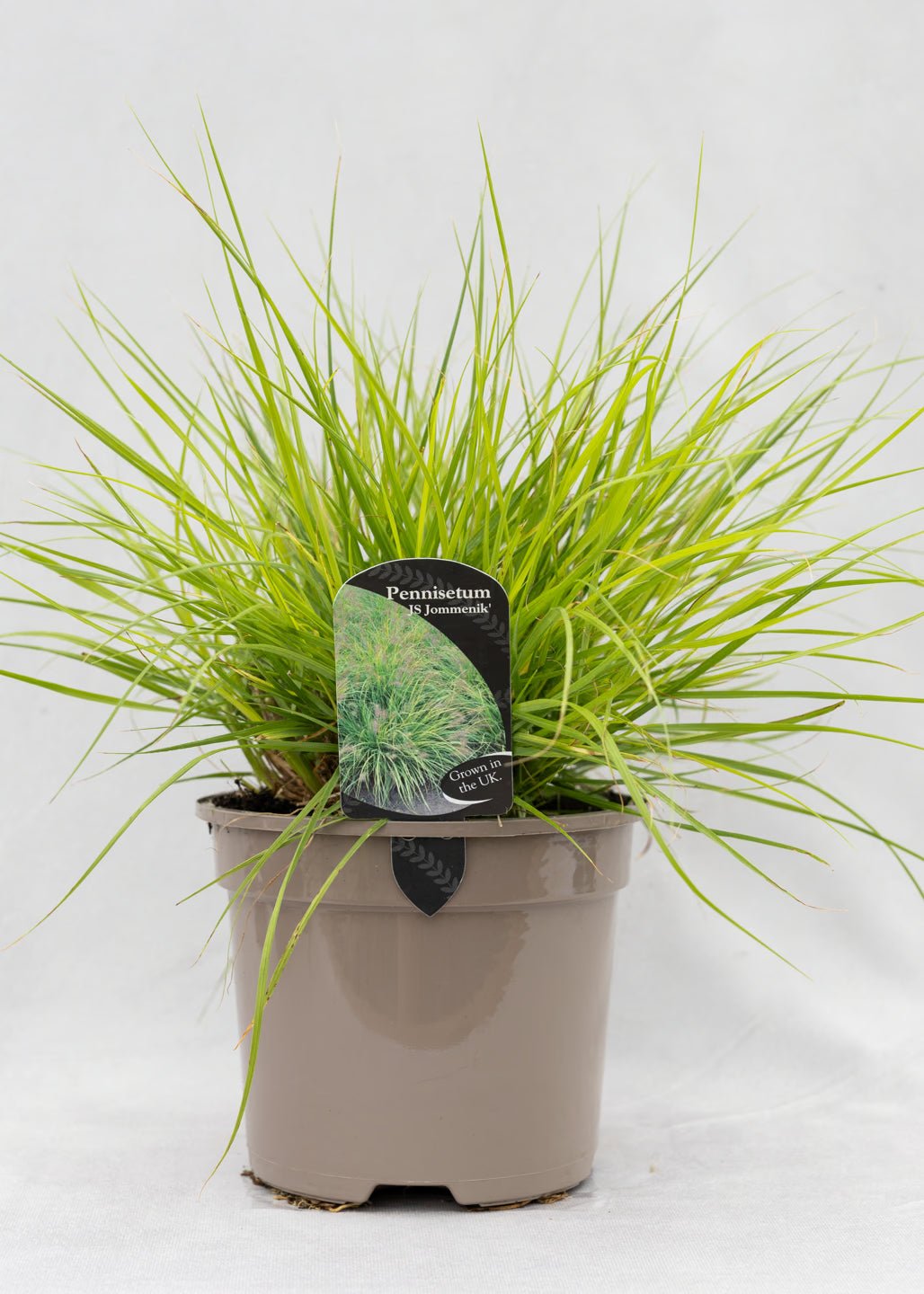 Pennisetum 'JS Jommenick (Lumen Gold)'