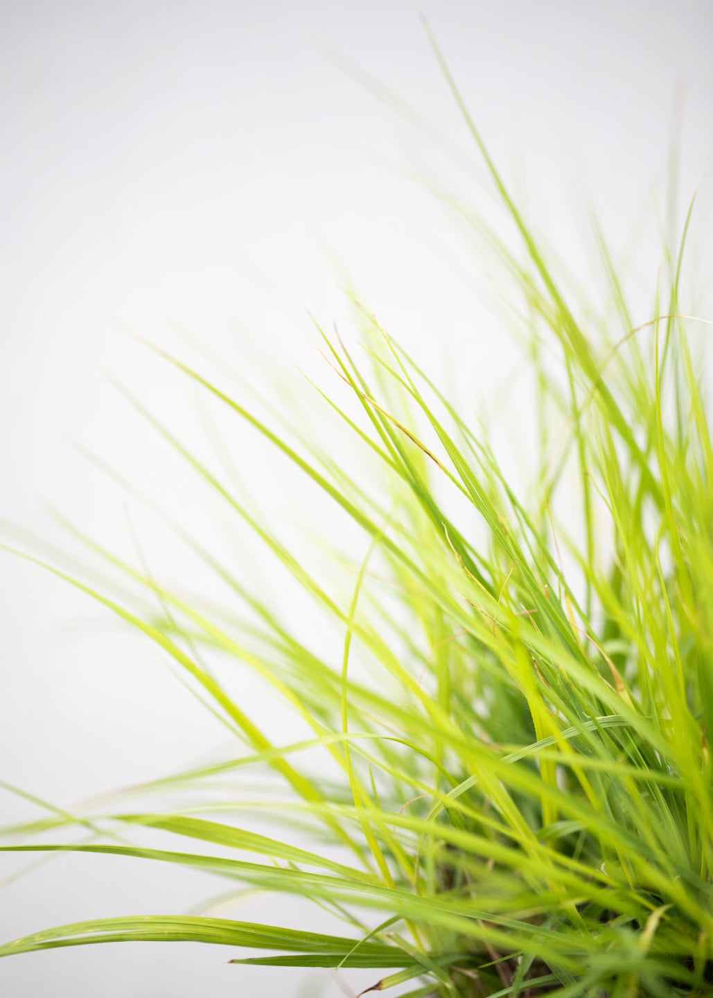 Pennisetum 'JS Jommenick (Lumen Gold)'