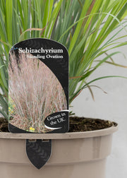 Schizachyrium 'Standing Ovation'