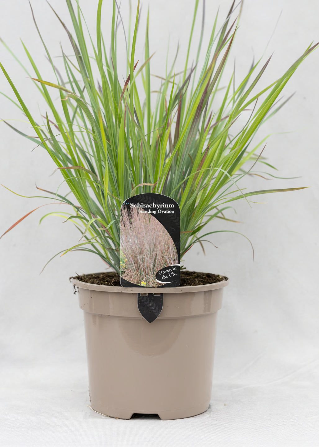 Schizachyrium 'Standing Ovation'