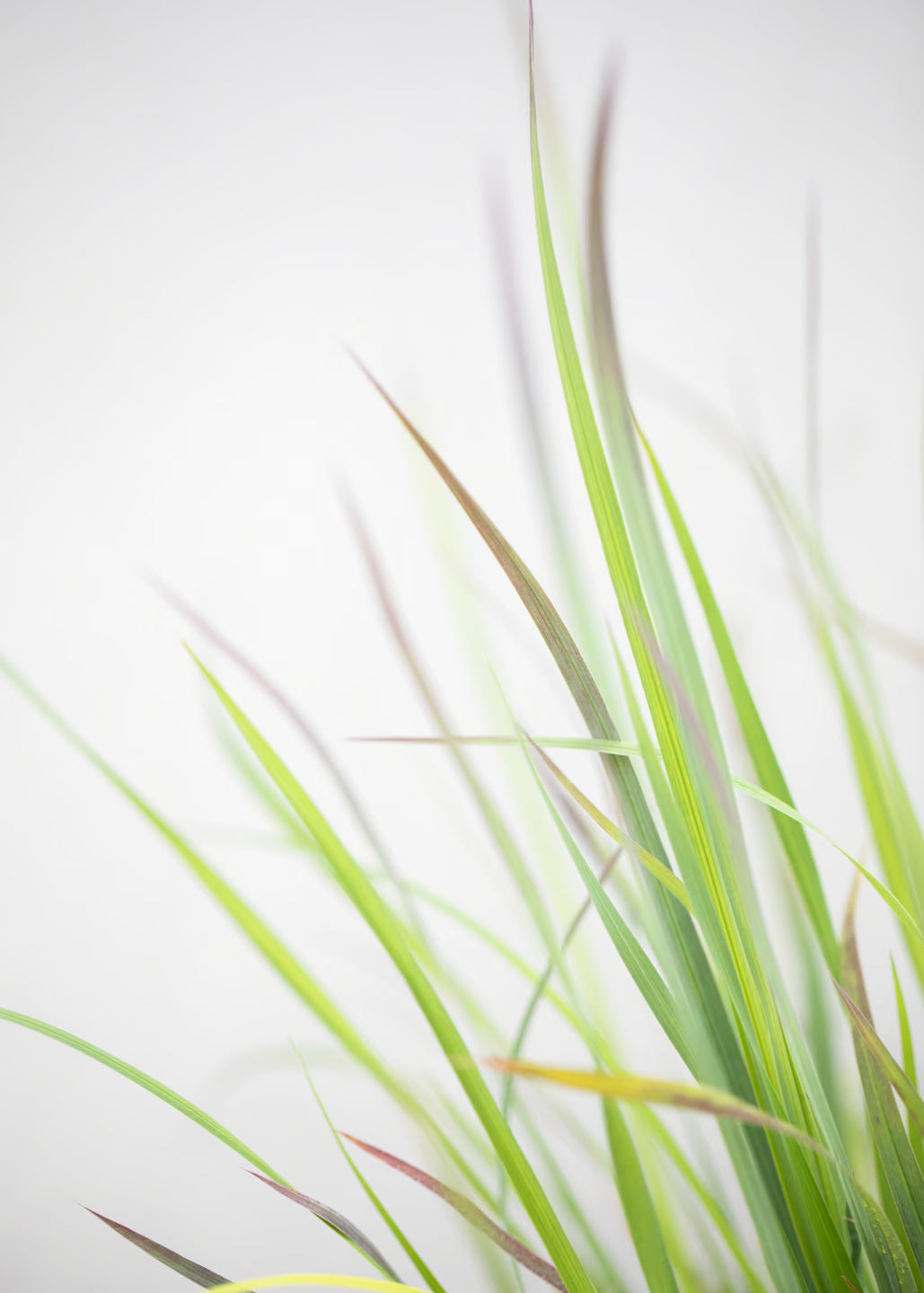 Schizachyrium 'Standing Ovation'