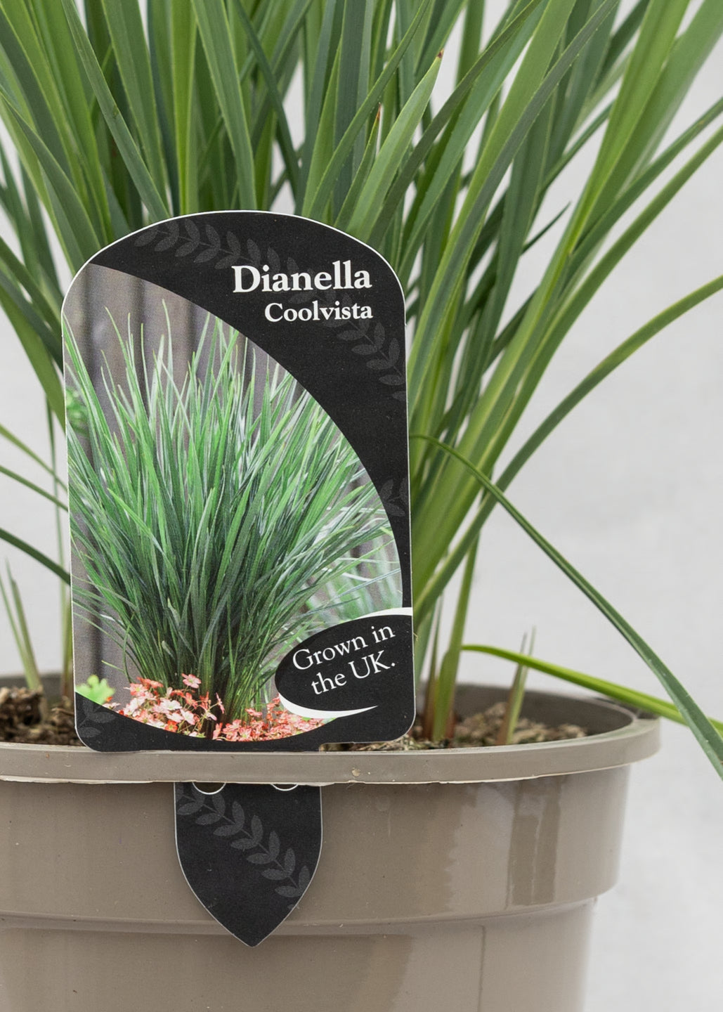 Dianella 'Coolvista'