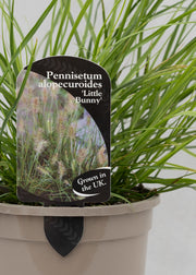 Pennisetum 'Little Bunny'