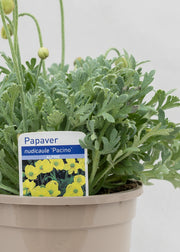 Papaver 'Pacino'