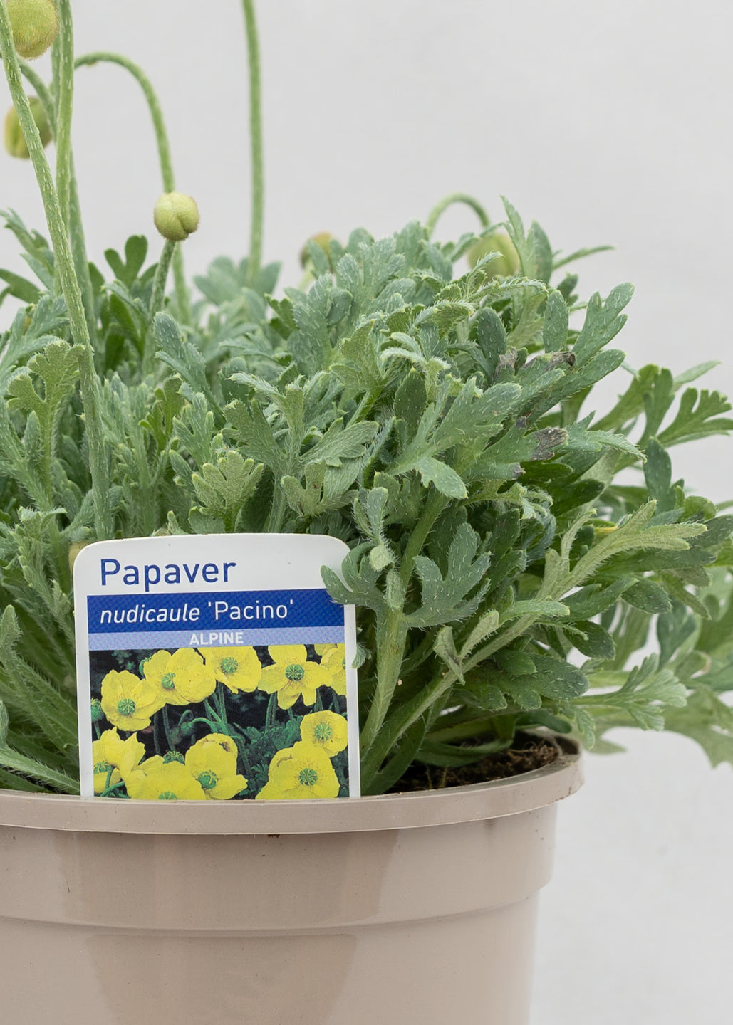 Papaver 'Pacino'