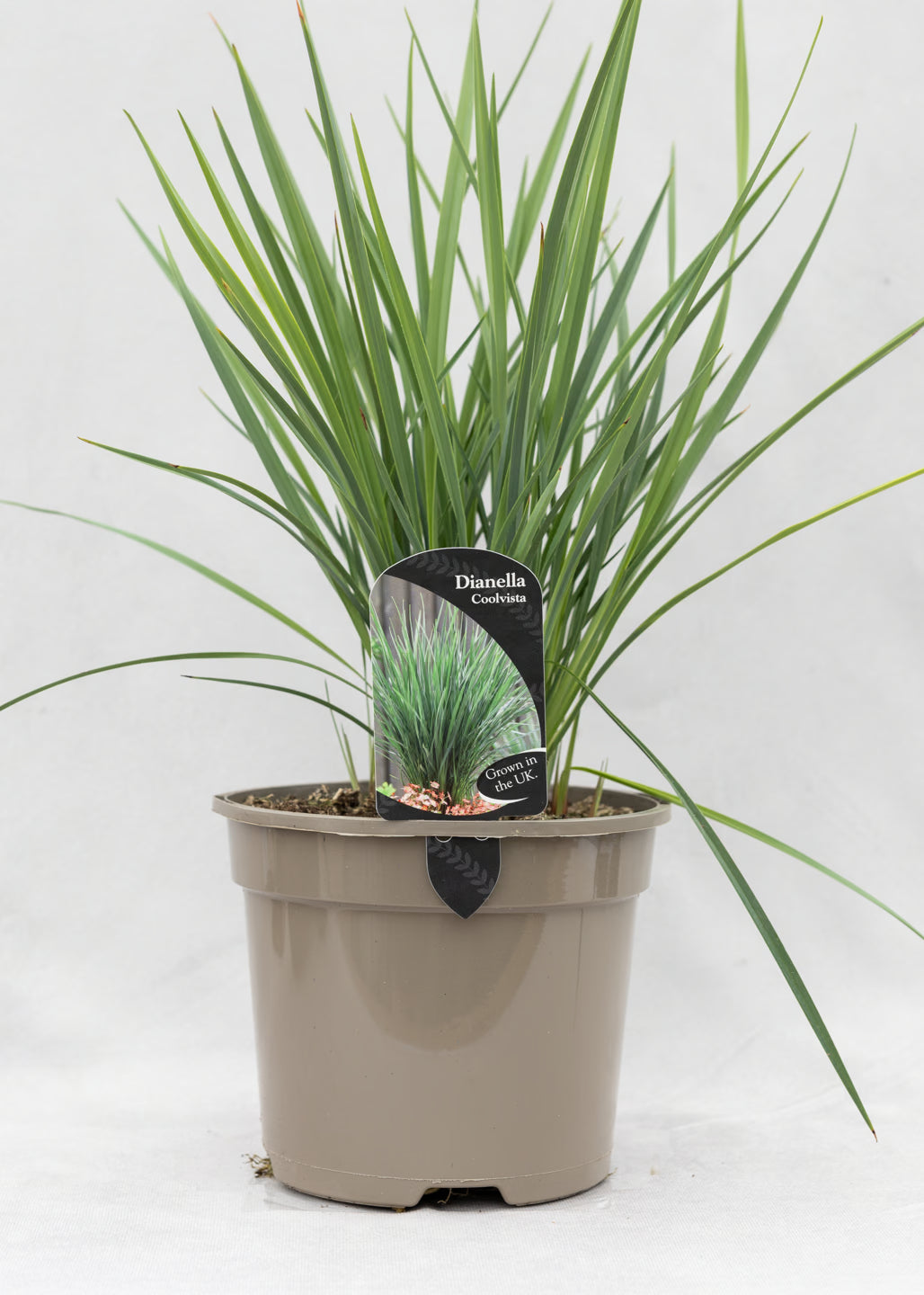 Dianella 'Coolvista'