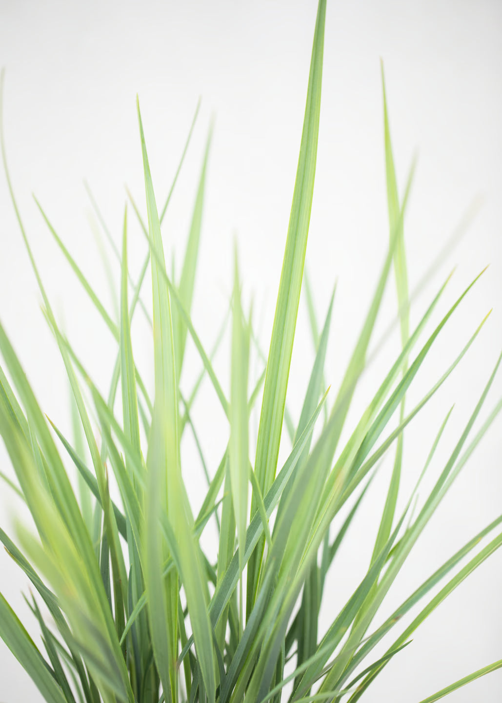 Dianella 'Coolvista'