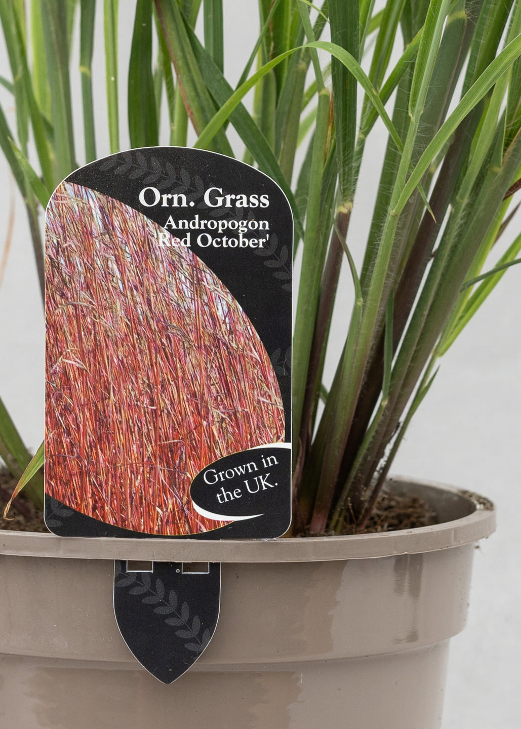 Andropogon 'Red October'