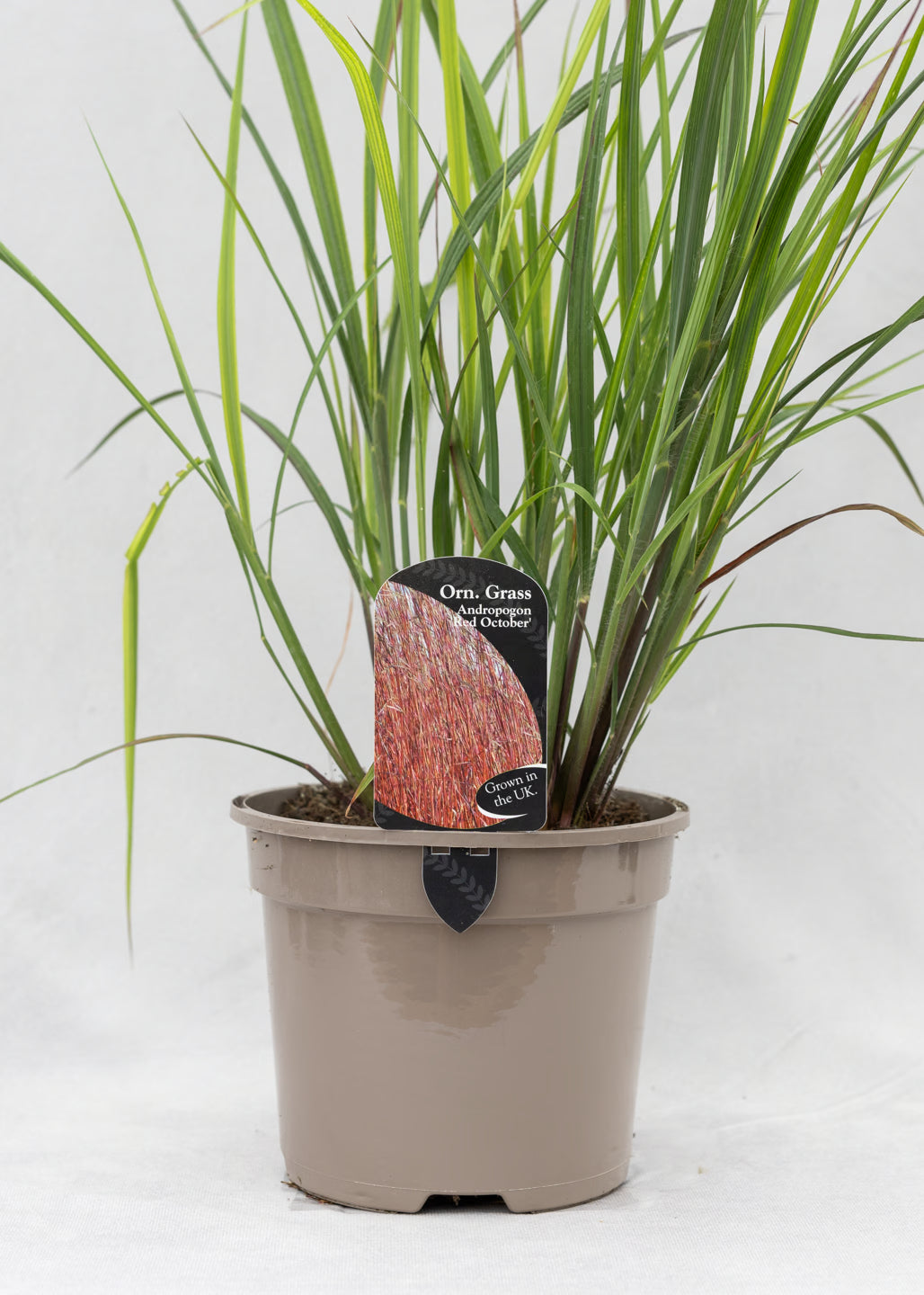 Andropogon 'Red October'