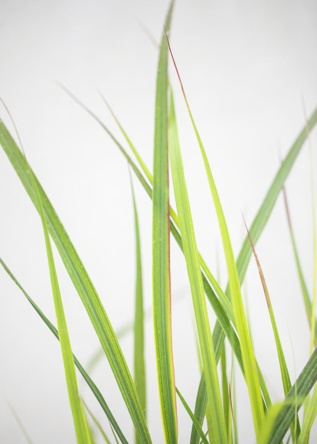 Andropogon 'Red October'