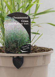 Panicum 'Purple Tears'