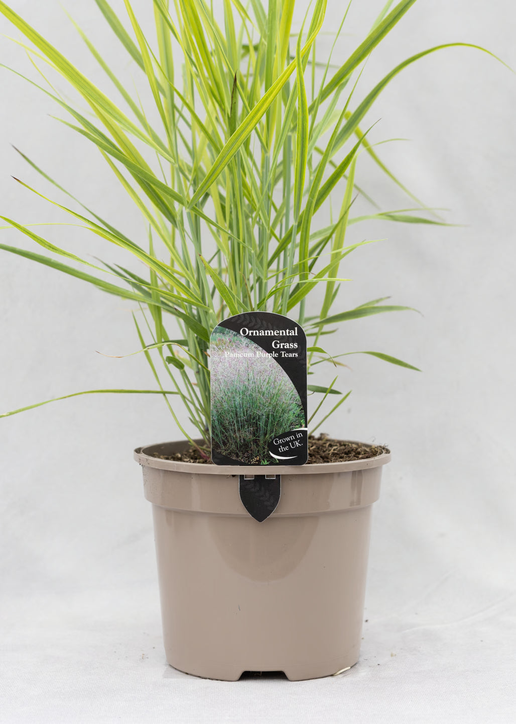 Panicum 'Purple Tears'