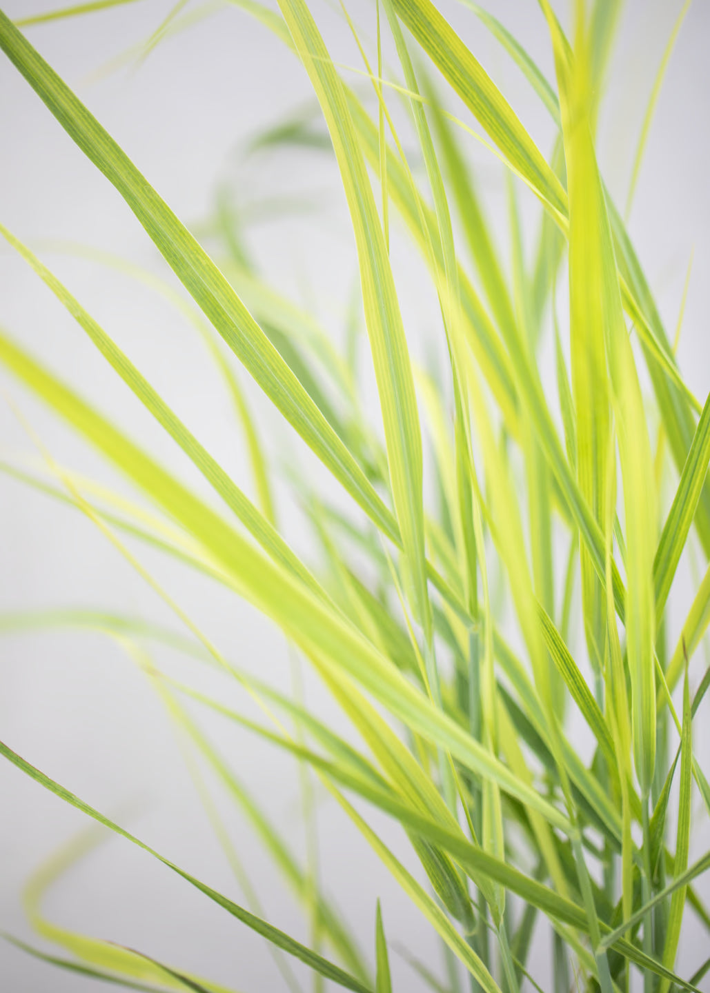 Panicum 'Purple Tears'