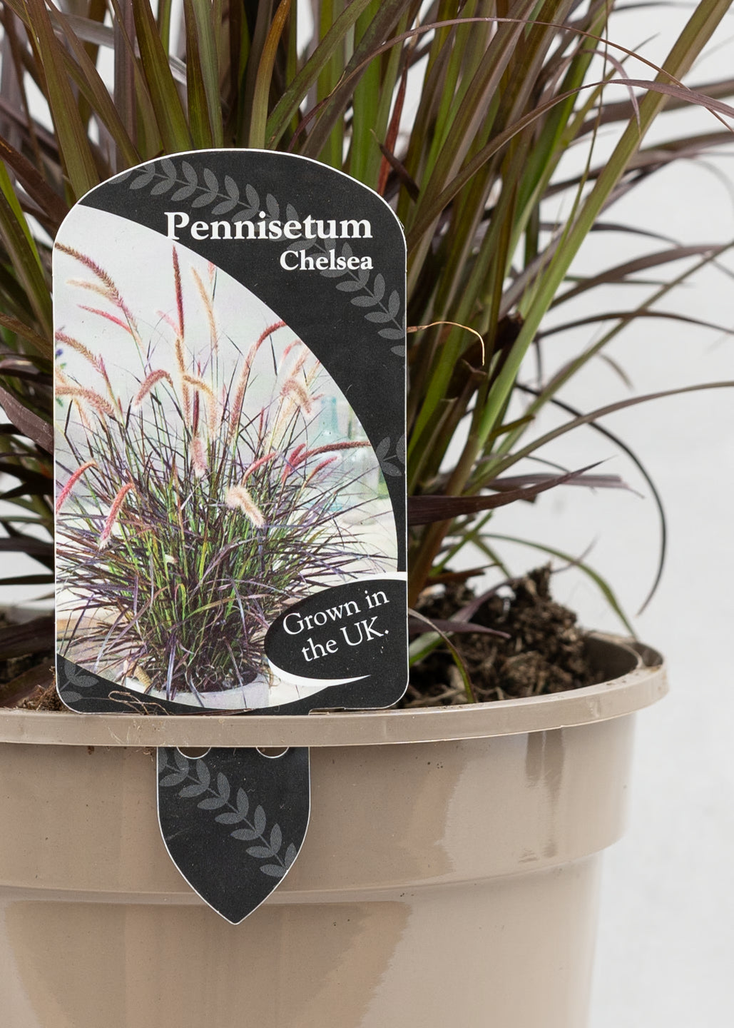 Pennisetum x advena 'Chelsea'