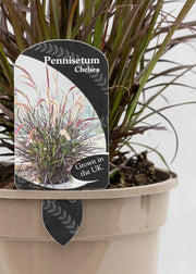 Pennisetum x advena 'Chelsea'