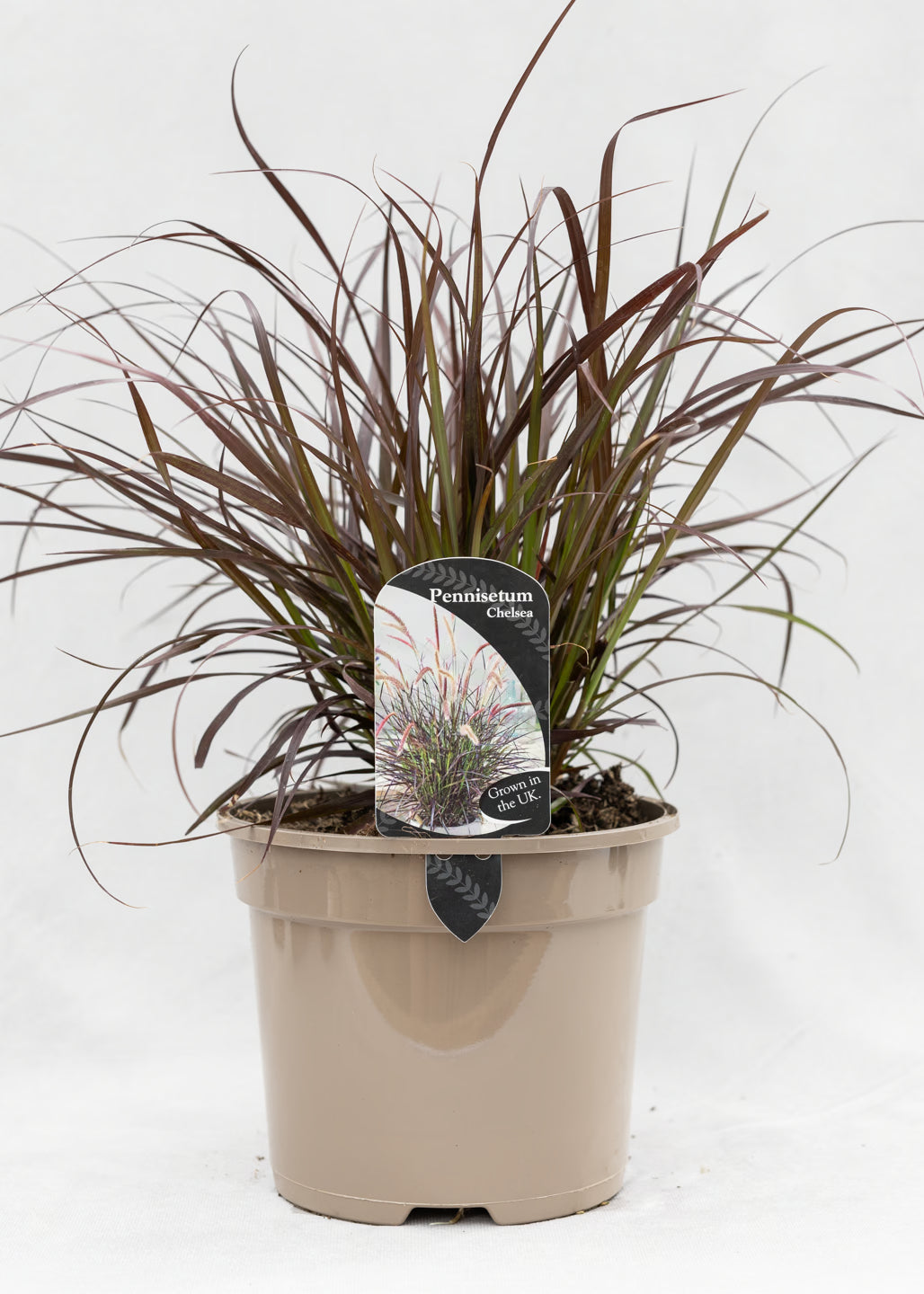 Pennisetum x advena 'Chelsea'