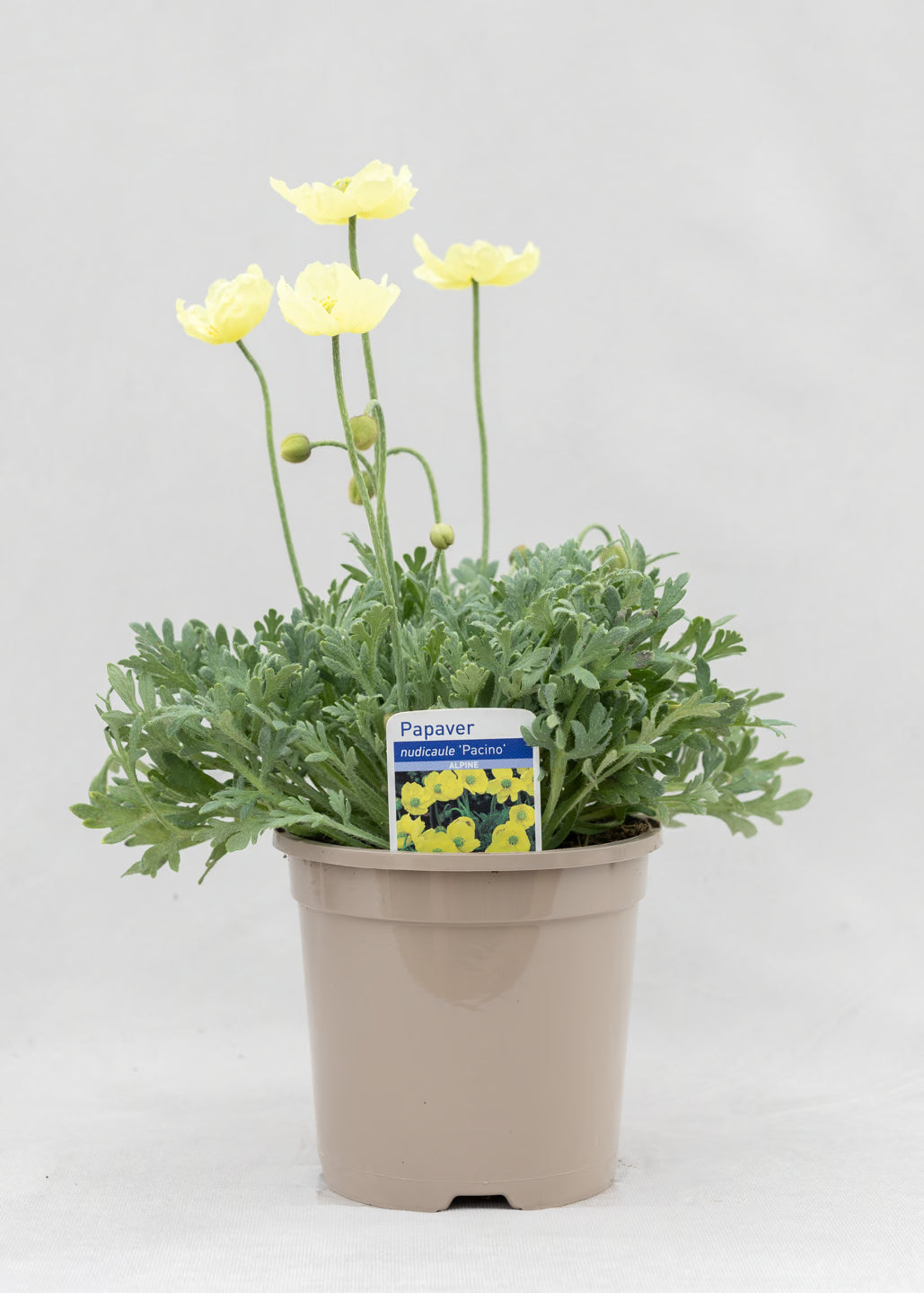Papaver 'Pacino'
