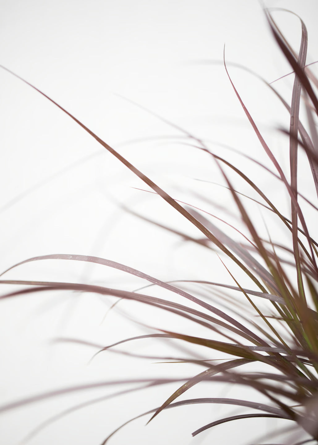 Pennisetum x advena 'Chelsea'