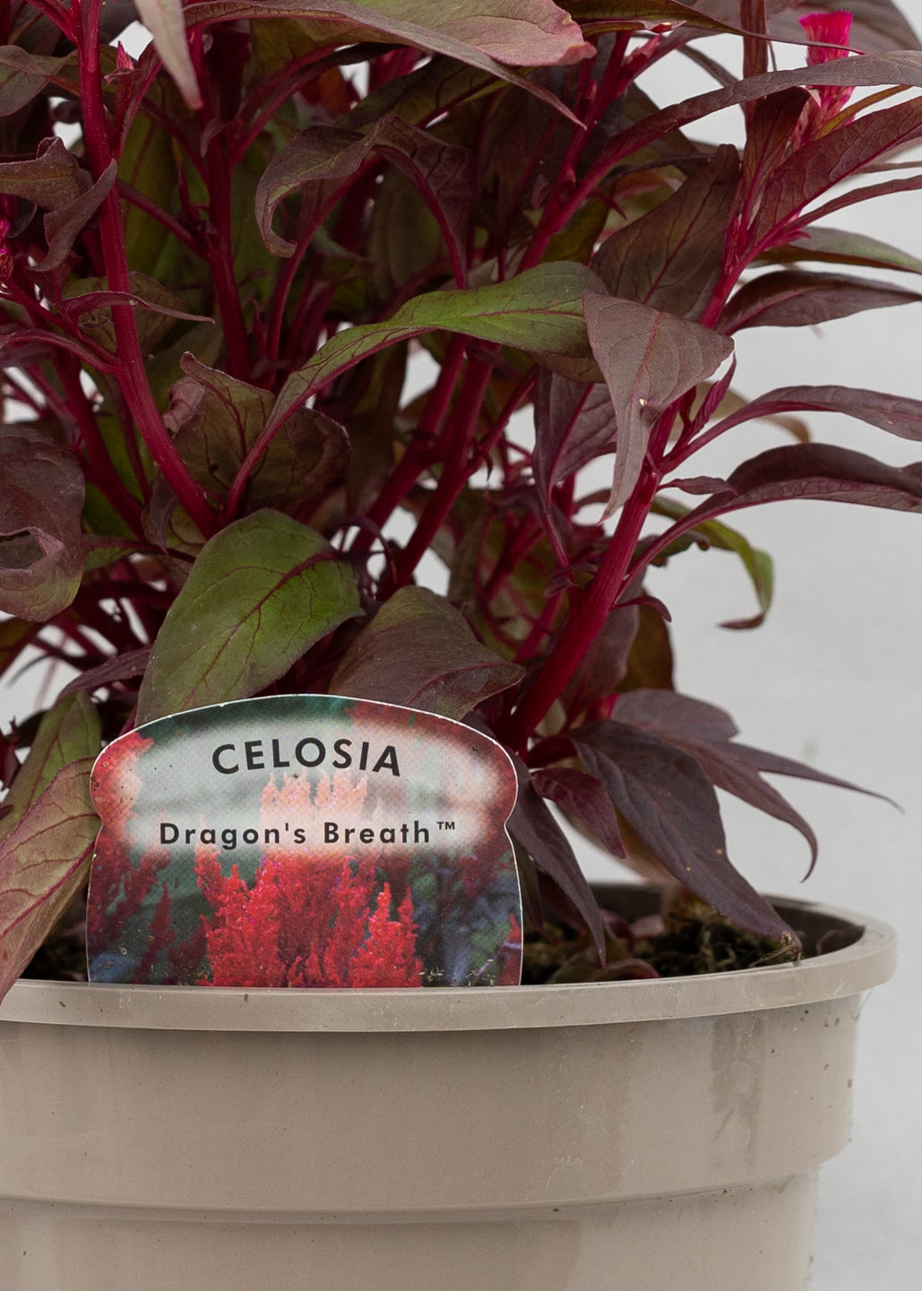 Celosia Dragon's Breath