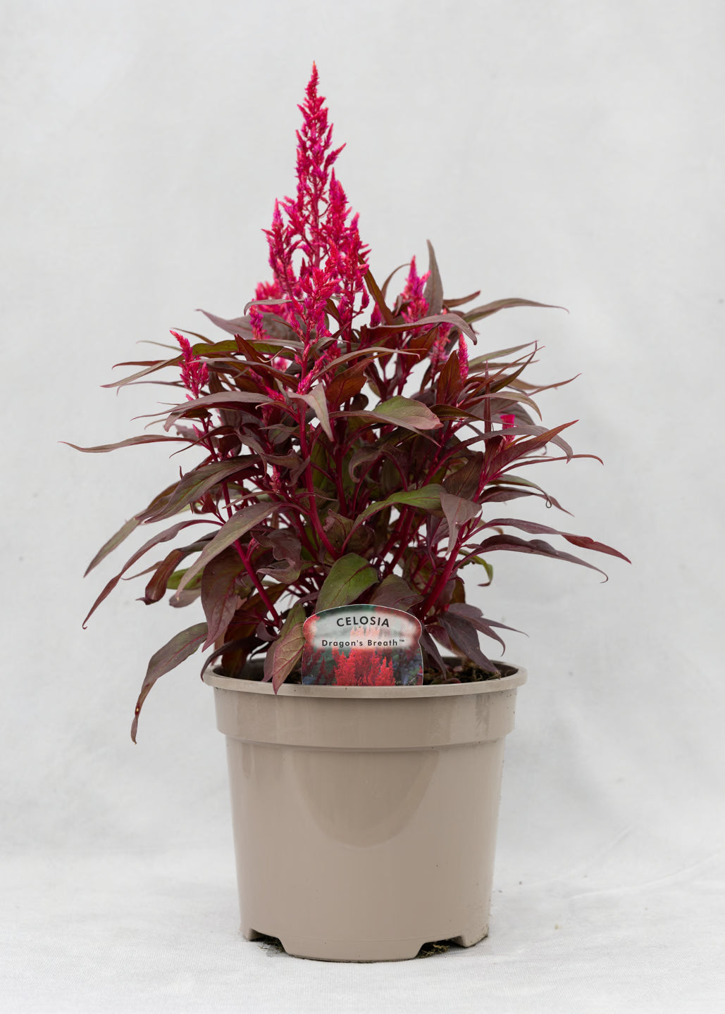 Celosia Dragon's Breath