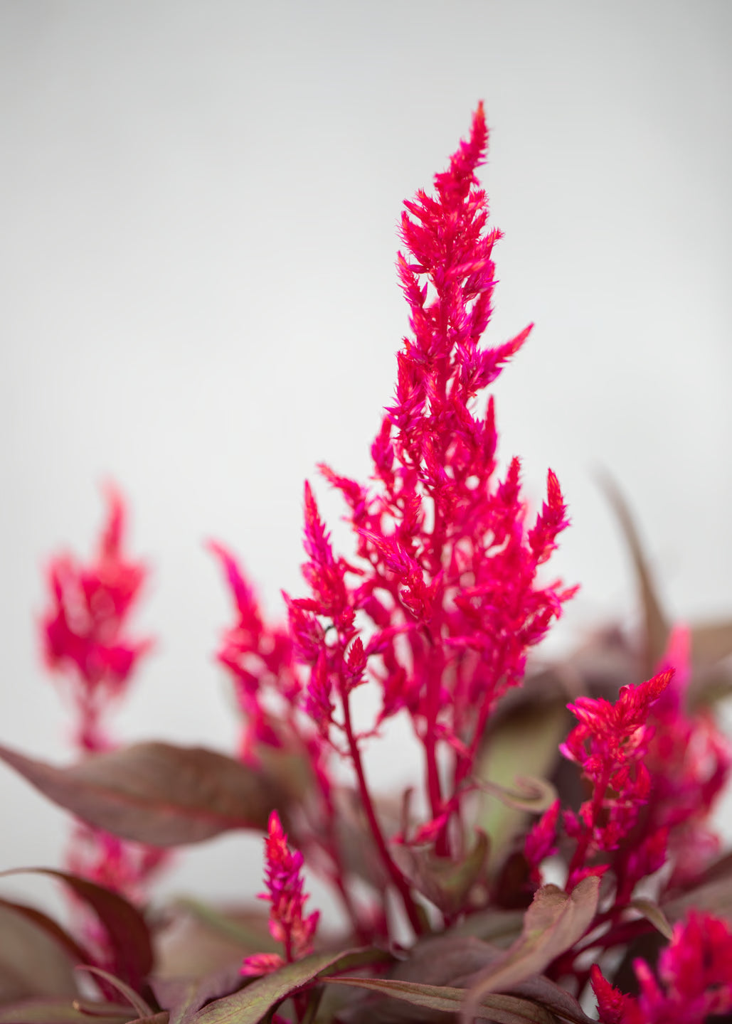 Celosia Dragon's Breath