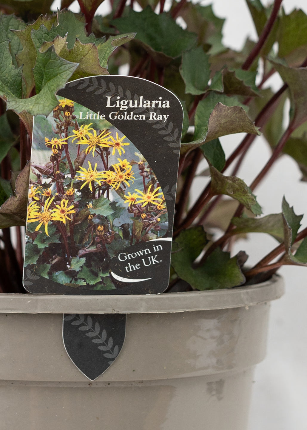 Ligularia 'Little Golden Ray'