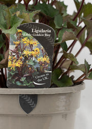 Ligularia 'Little Golden Ray'