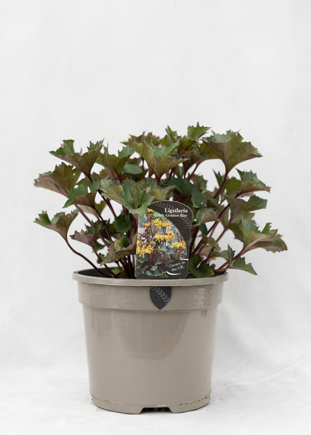 Ligularia 'Little Golden Ray'