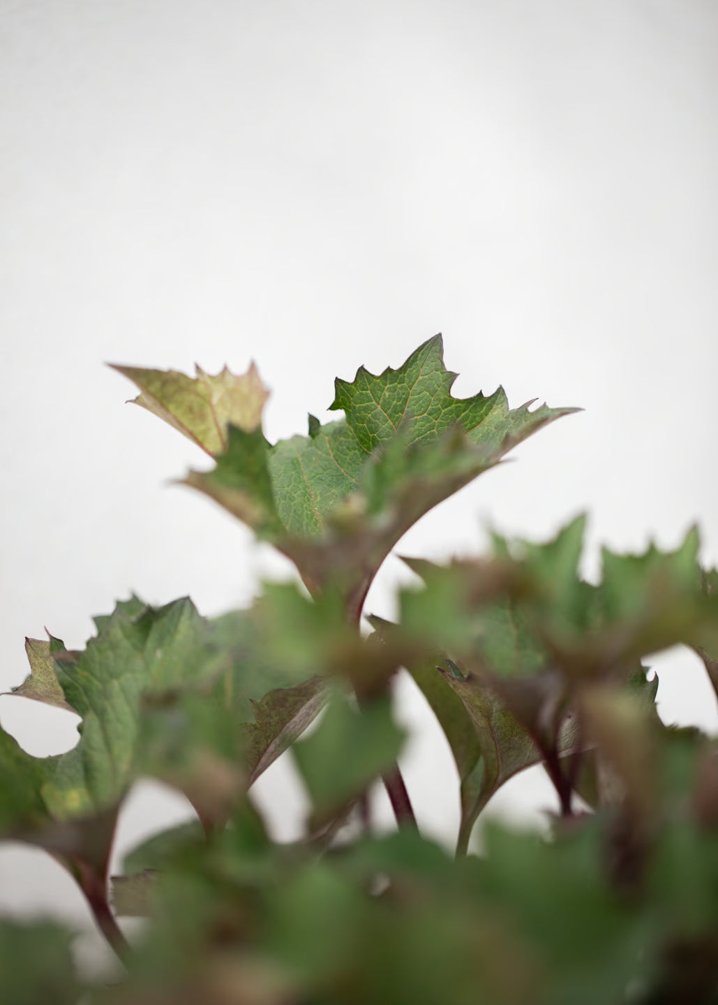 Ligularia 'Little Golden Ray'