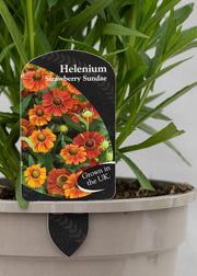 Helenium 'Strawberry Sundae'