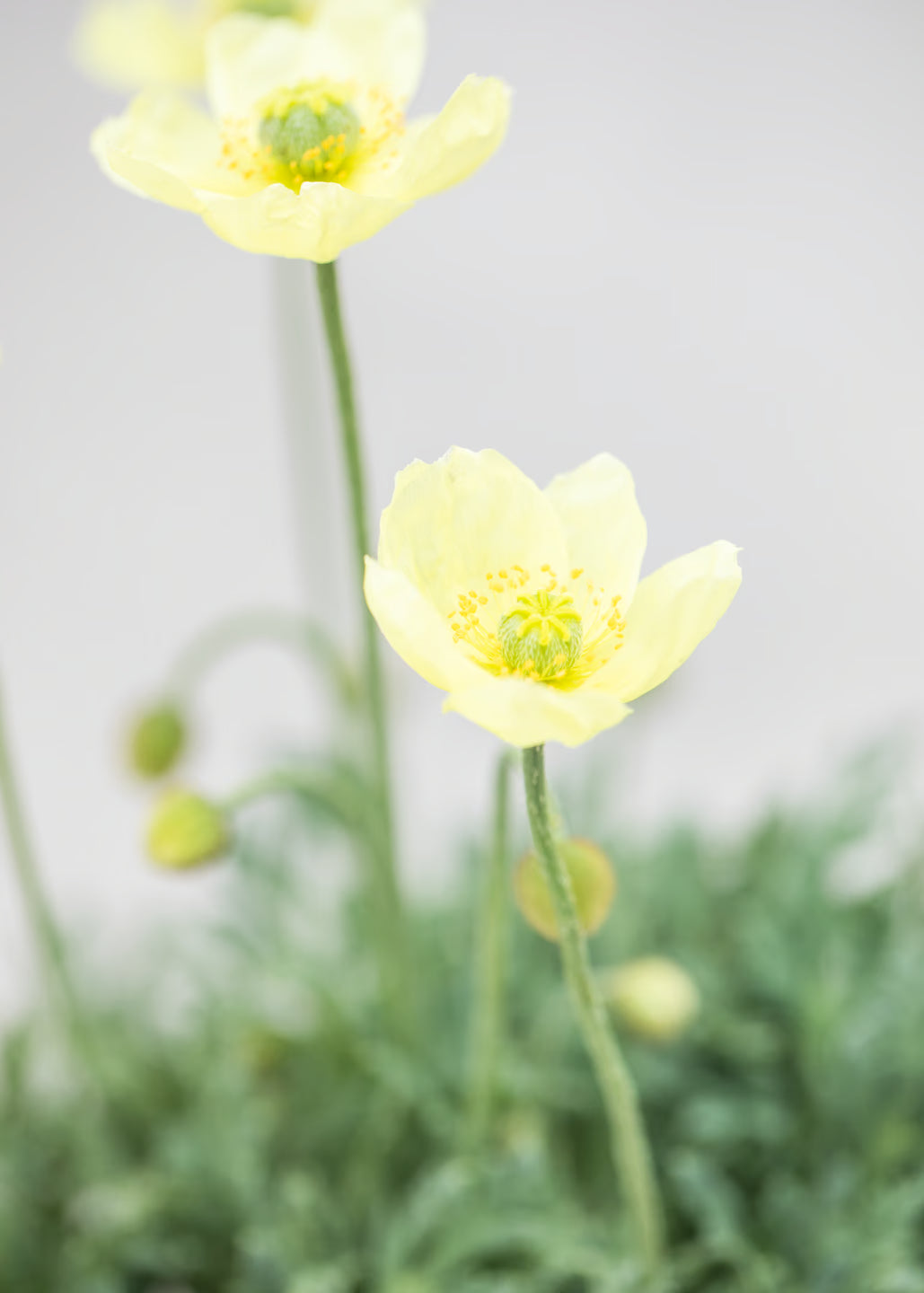 Papaver 'Pacino'