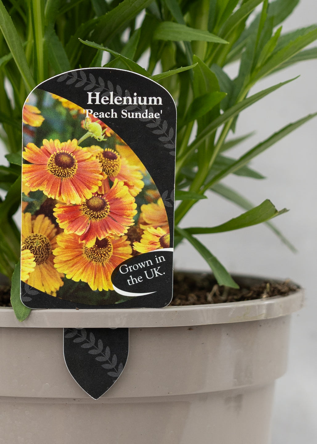 Helenium 'Peach Sundae'
