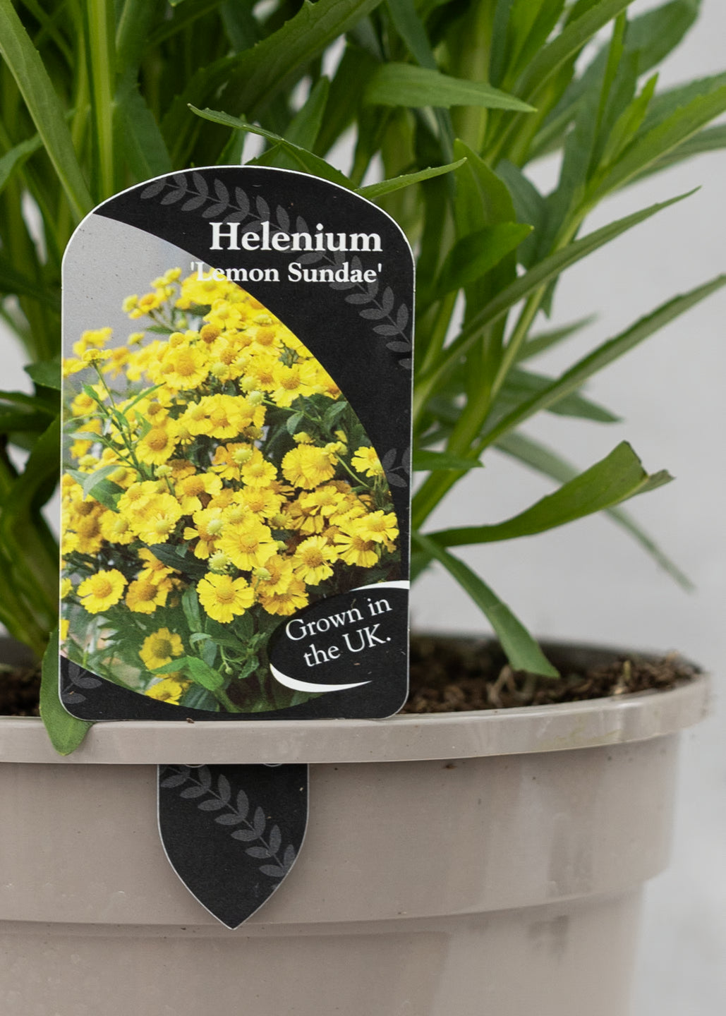 Helenium 'Lemon Sundae'