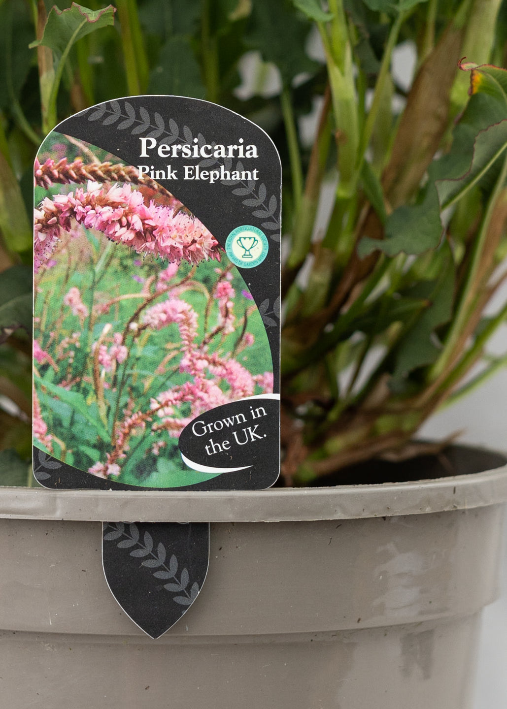 Persicaria 'Pink Elephant'