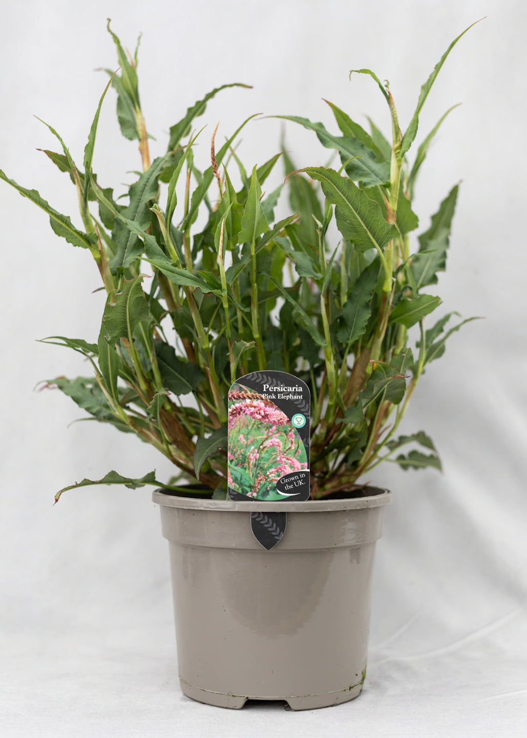 Persicaria 'Pink Elephant'