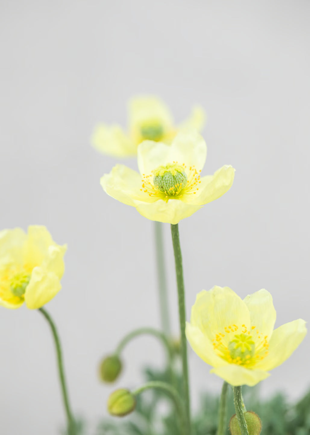 Papaver 'Pacino'