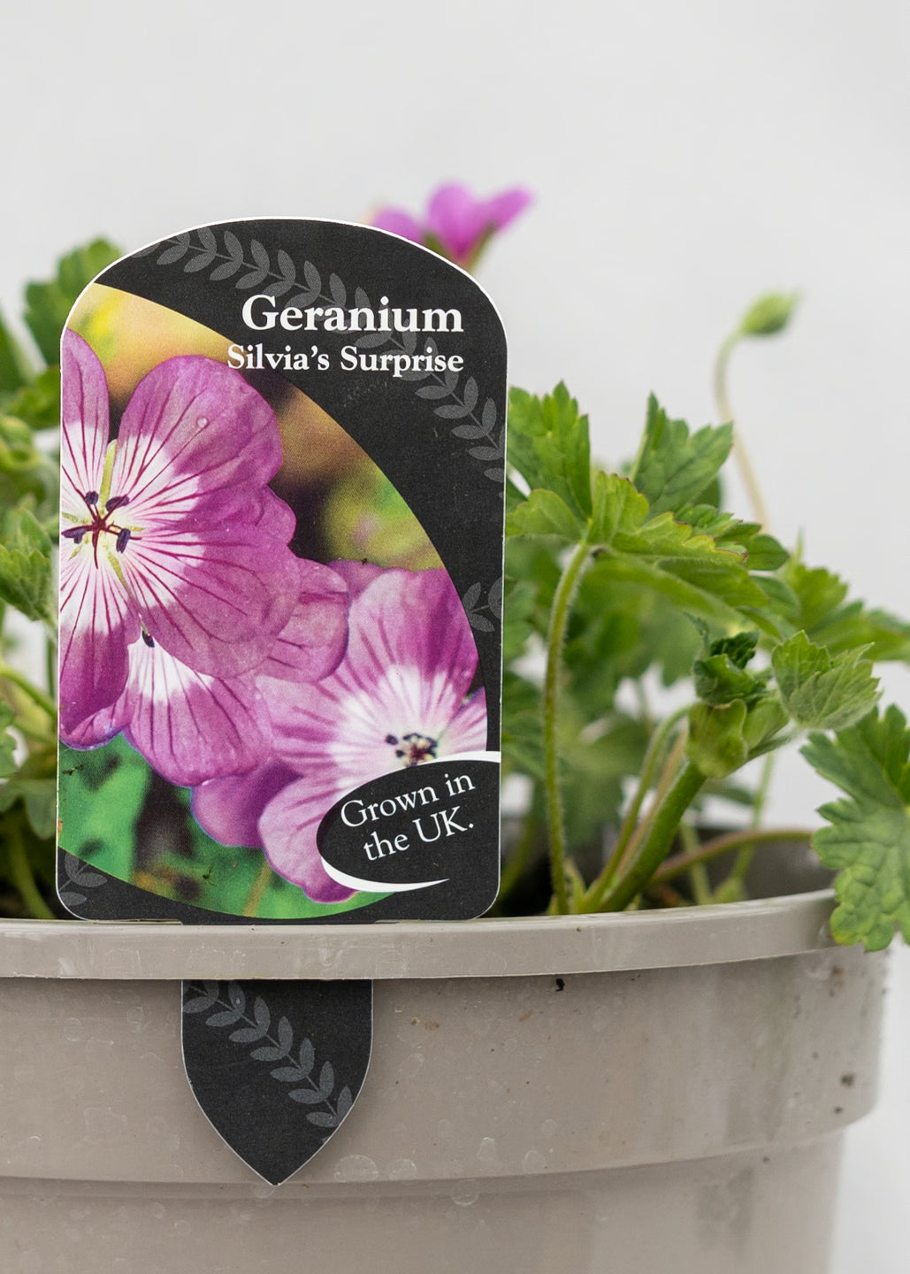 Geranium 'Silvia's Surprise'