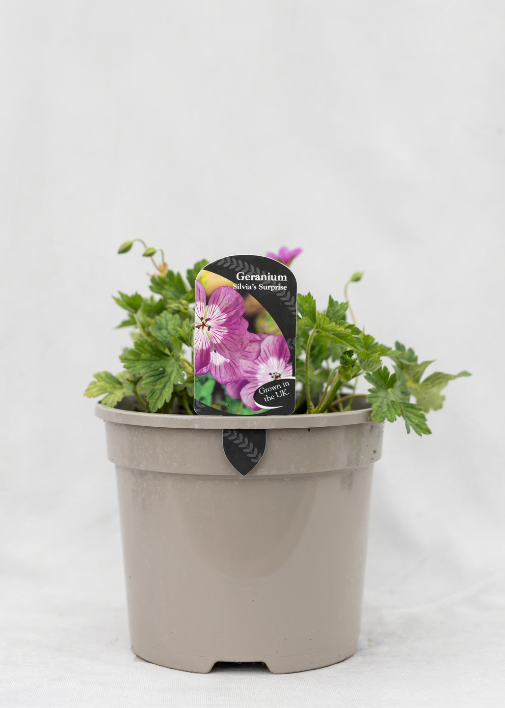 Geranium 'Silvia's Surprise'