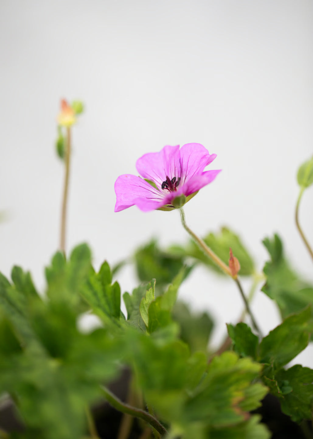 Geranium 'Silvia's Surprise'