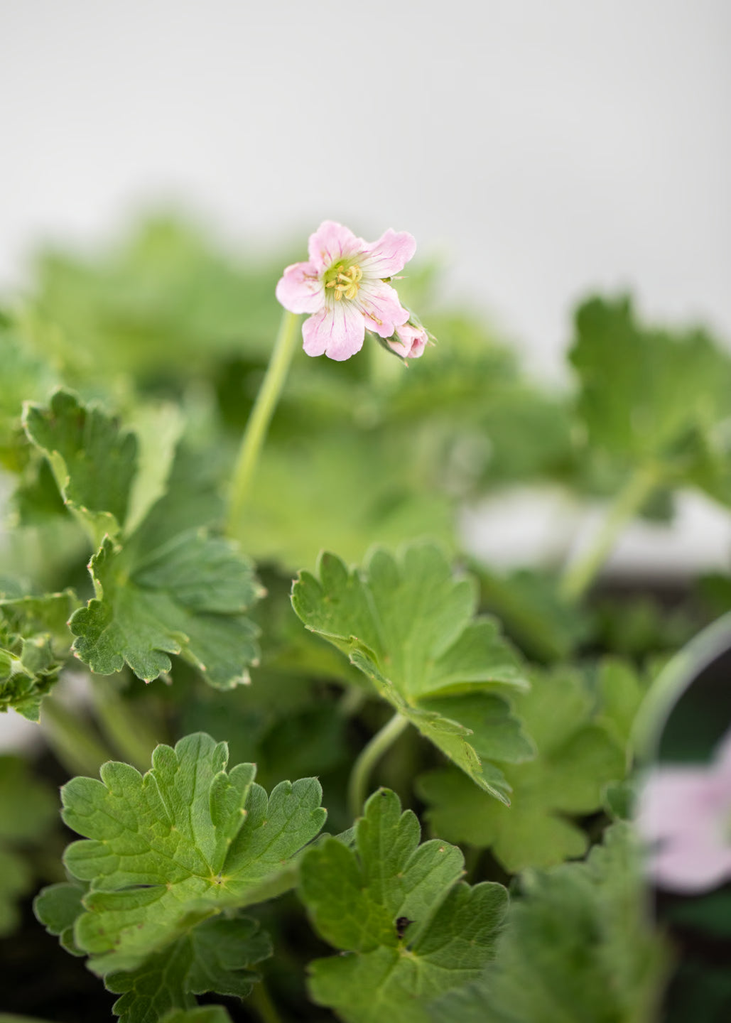 Geranium 'Silvia's Surprise'