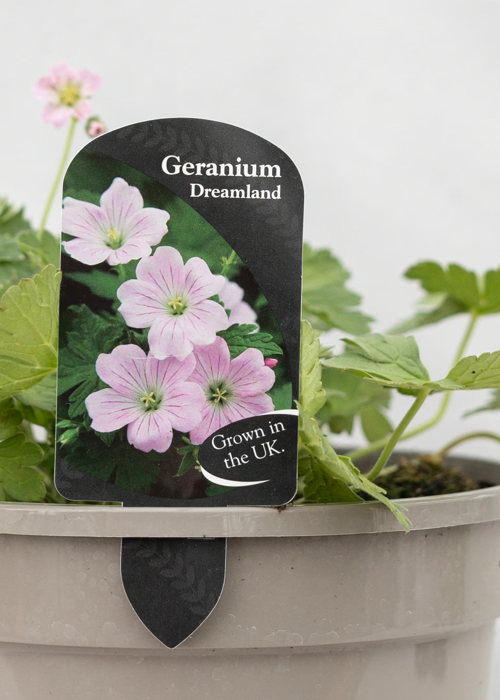 Geranium 'Dreamland'