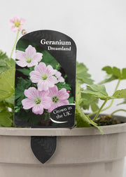 Geranium 'Dreamland'