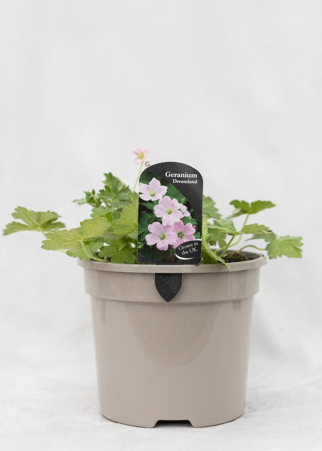 Geranium 'Dreamland'
