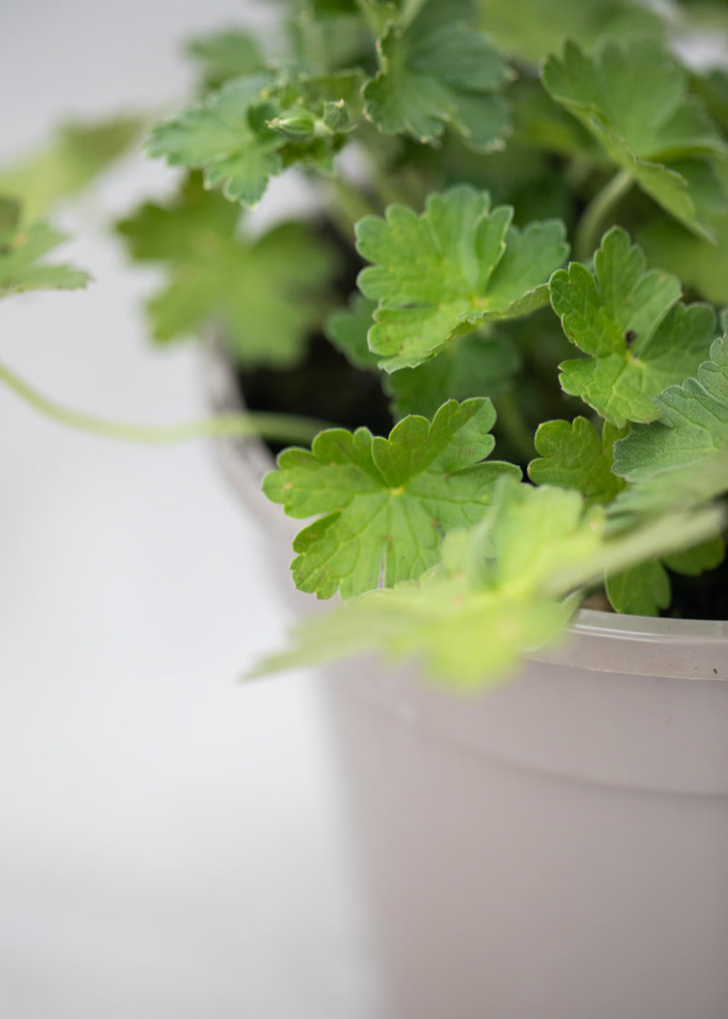 Geranium 'Dreamland'