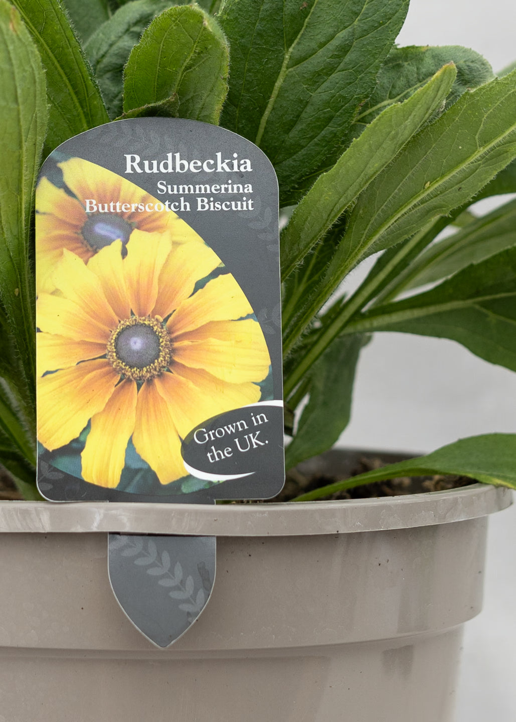 Rudbeckia 'Summerina Butterscotch Biscuit'