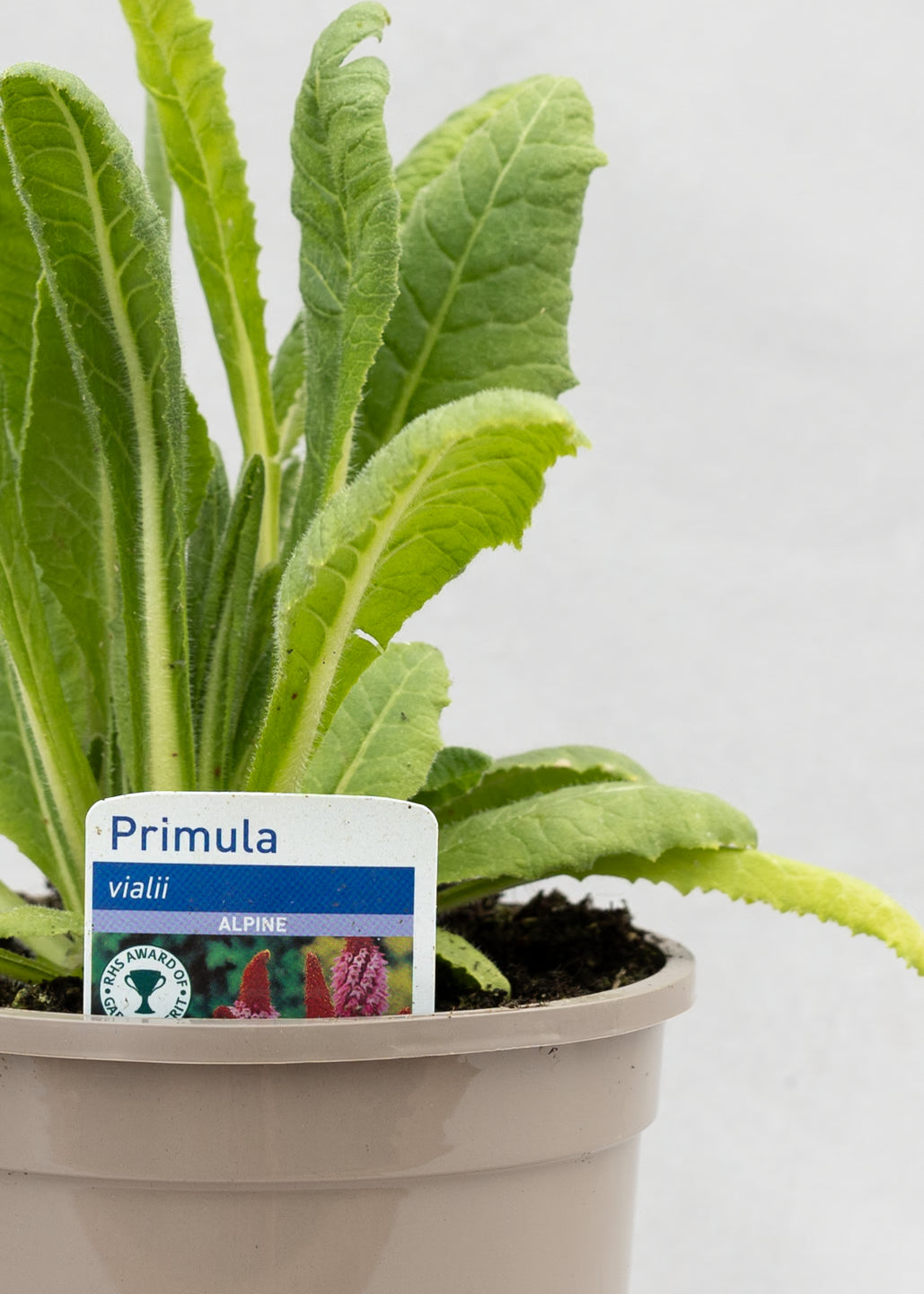 Primula vialii 'Red Hot Poker'