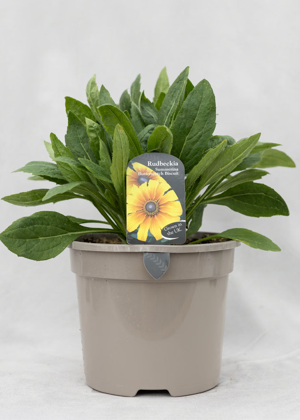 Rudbeckia 'Summerina Butterscotch Biscuit'
