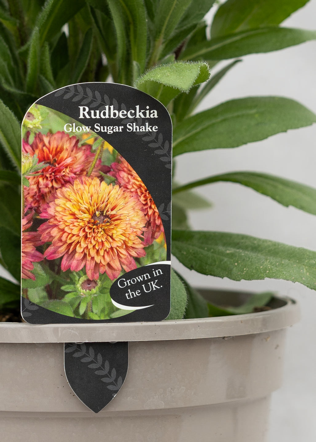 Rudbeckia 'Sunbeckia Glow Sugar Shake'