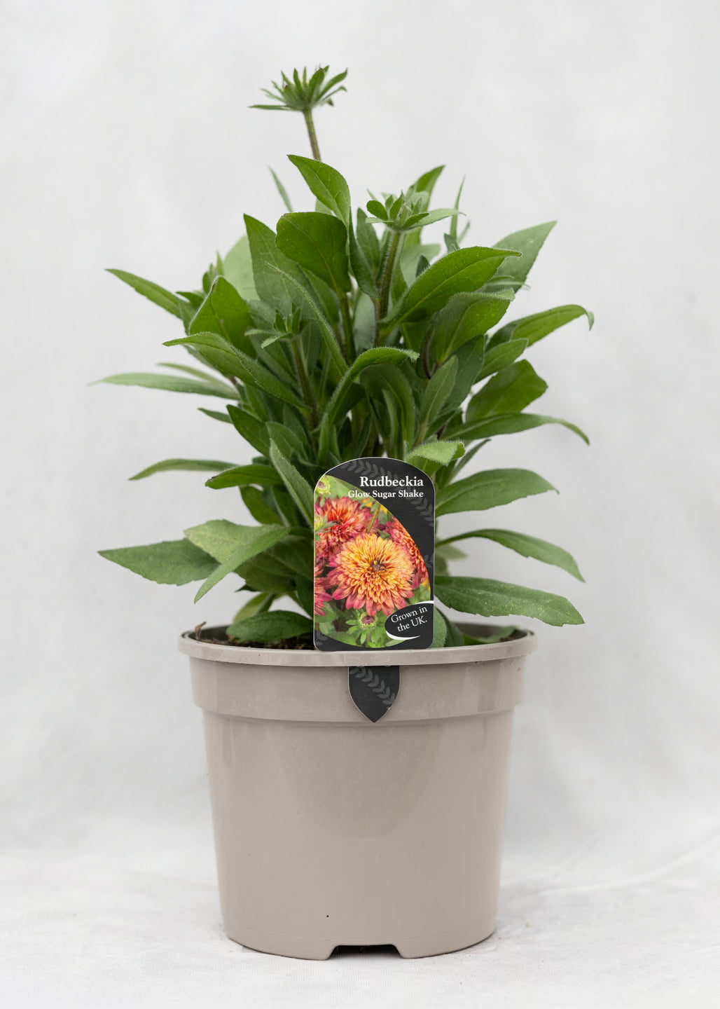 Rudbeckia 'Sunbeckia Glow Sugar Shake'